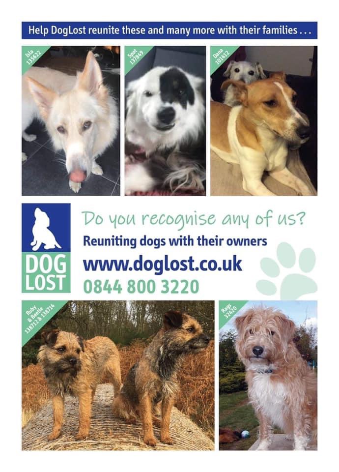 Do you recognise any of these missing dogs? 

ISLA missing 6 years: doglost.co.uk/dog-blog.php?d…

SPOT missing 6 years: doglost.co.uk/dog-blog.php?d…

DANA missing 8 years: doglost.co.uk/dog-blog.php?d…

RUBY &amp; BEETLE missing  6 years: 
Ruby doglost.co.uk/dog-blog.php?d… 
Beetle: