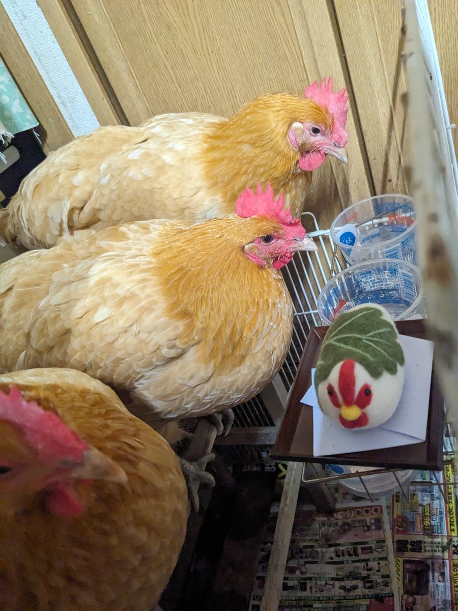 qzb02432's tweet photo. 柏餅風な���物を購入…🐔 https://t.co/QL3ojibjQM