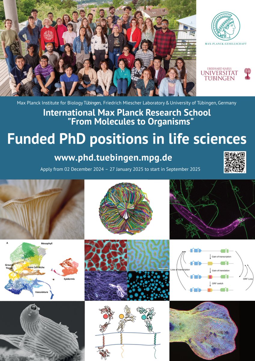 Interested in working with 🐸, 🐭, stem cells, or computational methods 🖥️ to delve into the unknowns of regeneration in our new lab? Looking forward to enthusiastic and ambitious applicants! PhD program applications open! 🔗 phd.tuebingen.mpg.de/14722/phdproje… Please RT! 🙌