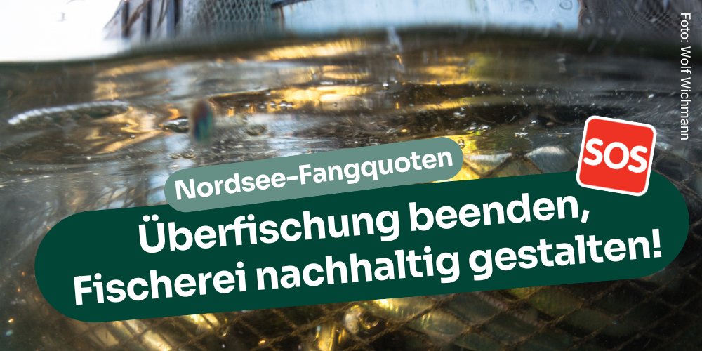 Die #NordseeFangquoten-Verhandlungen stehen vor der Tür. Immer noch werden 30% der 🐟 im Nordostatlantik u. 61% der 🐟 im Mittelmeer überfischt. @bmel <a href="/cem_oezdemir/">Cem Özdemir</a> Unsere Meere können nicht länger warten. #Überfischung endlich beenden! bund.net/meere/fischere… #AGRIFISH