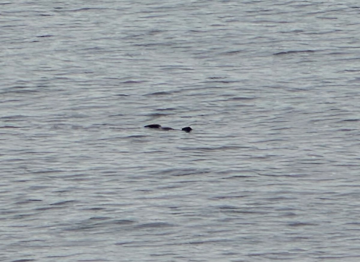 Hilary McCollum (@hilarymcc7) on Twitter photo Thrilling to see an otter 𦦠this morning on the walk out towards Cloghan Point. Only had my phone so photo not great. <a href="/CloghanNo/">Stop Whitehead Oil Terminal</a> want to protect wildlife like this from the threat of a major new oil import & distribution centre. Protect the environment. Protect Belfast Lough. Thrilling to see an otter 𦦠this morning on the walk out towards Cloghan Point. Only had my phone so photo not great. <a href="/CloghanNo/">Stop Whitehead Oil Terminal</a> want to protect wildlife like this from the threat of a major new oil import & distribution centre. Protect the environment. Protect Belfast Lough.