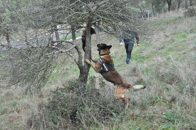 Guardia Civil tweet media