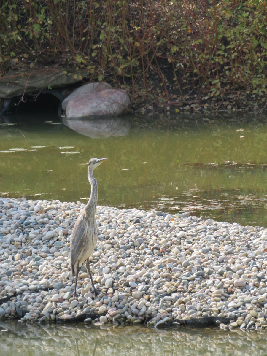"There's no need to drive me crazy. I'm close enough to walk." ~ #unknown #thinkingoutloud #quickquotes #WednesdayWisdom #crazy #close #walk