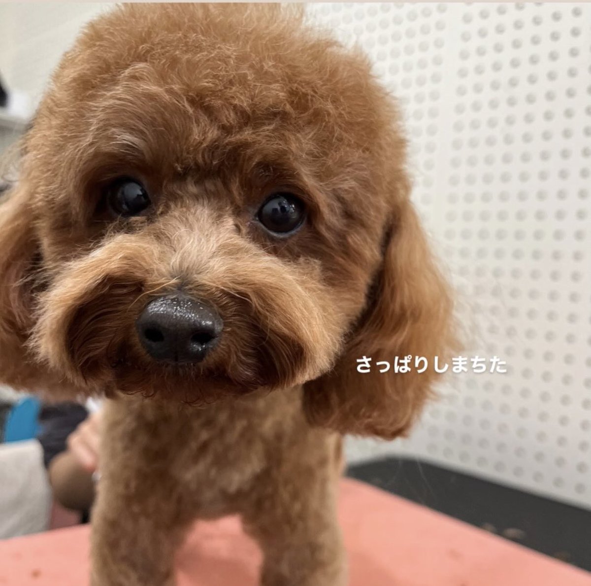 トリミングに行ってきたティティです😄
トリマーさんが撮ってくださった写真😊
明日は待ちに待った2歳の誕生日🥰

ティティブログhappytiti.com 
#トリミング #プードルの居る生活  #プードルの居る暮らし