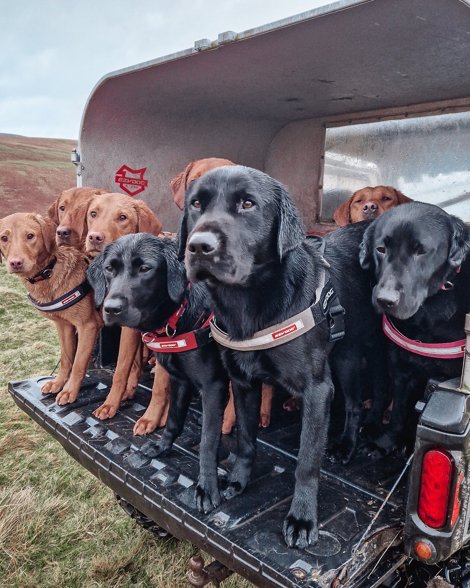 The gang all suited and booted for winter adventures in the Express Harness.

#ezydog #dog #dogs #dogharness #harness #dogcollar #collar #winter #winteradventure
