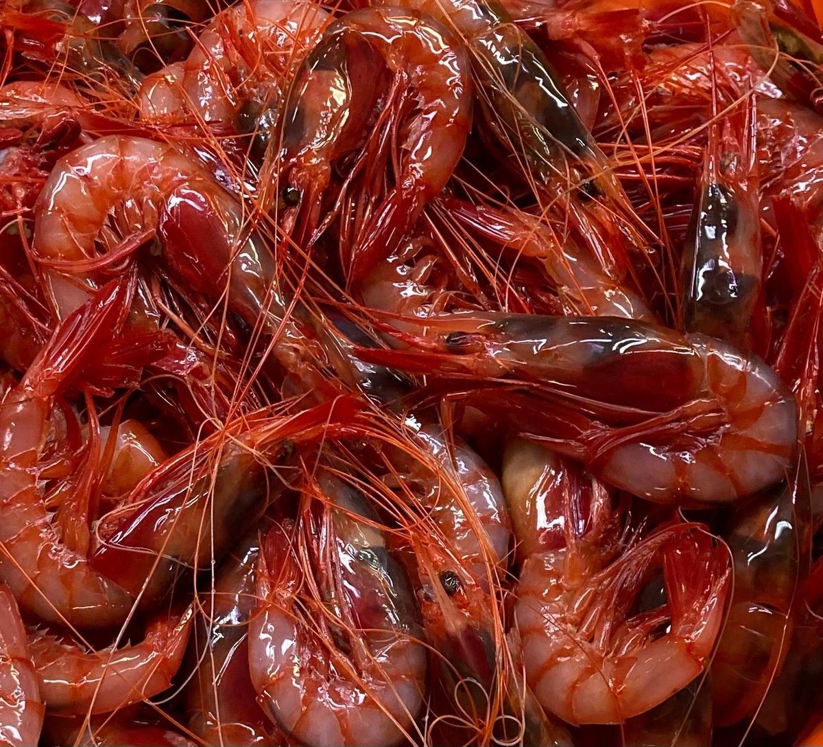 CECAF IEO (@cecaf_ieo) on Twitter photo El alistado, Aristeus varidens, y la gamba blanca, Parapenaeus longirostris, son 2 de las especies objetivo de la campaña. Estos dos crustáceos son el recurso más importante de la flota marisquera que opera en este caladero
<a href="/IEOoceanografia/">Instituto Español de Oceanografía</a> @mapagob
#abordoIEO #Angola2411 El alistado, Aristeus varidens, y la gamba blanca, Parapenaeus longirostris, son 2 de las especies objetivo de la campaña. Estos dos crustáceos son el recurso más importante de la flota marisquera que opera en este caladero
<a href="/IEOoceanografia/">Instituto Español de Oceanografía</a> @mapagob
#abordoIEO #Angola2411
