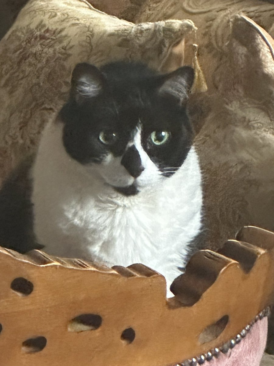 seatypefoto's tweet image. Just arrived on the Cute bus from Cutesy-ville #CatsofTwittter #tuxedocatsoftwitter