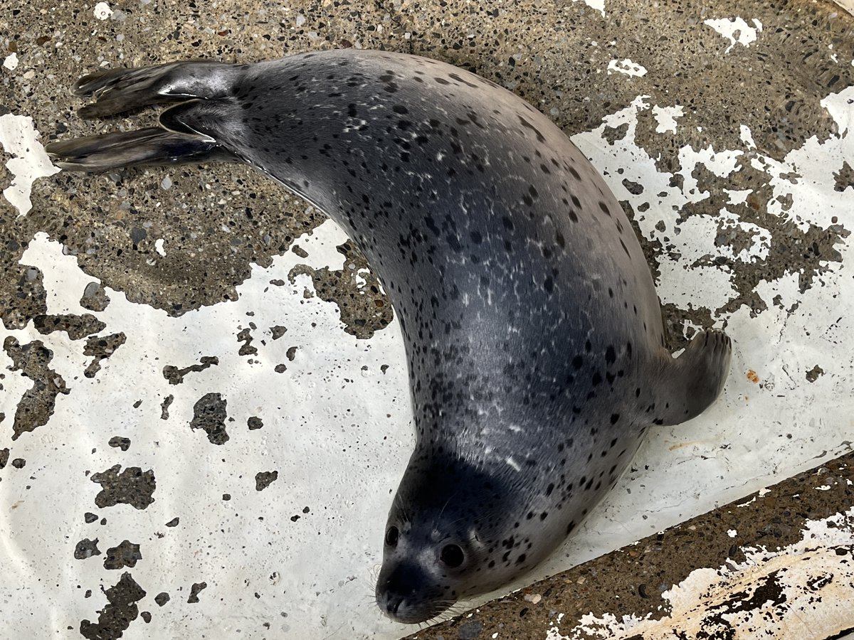 2024🦭
生後10日、1ヶ月、5ヶ月、8ヶ月 