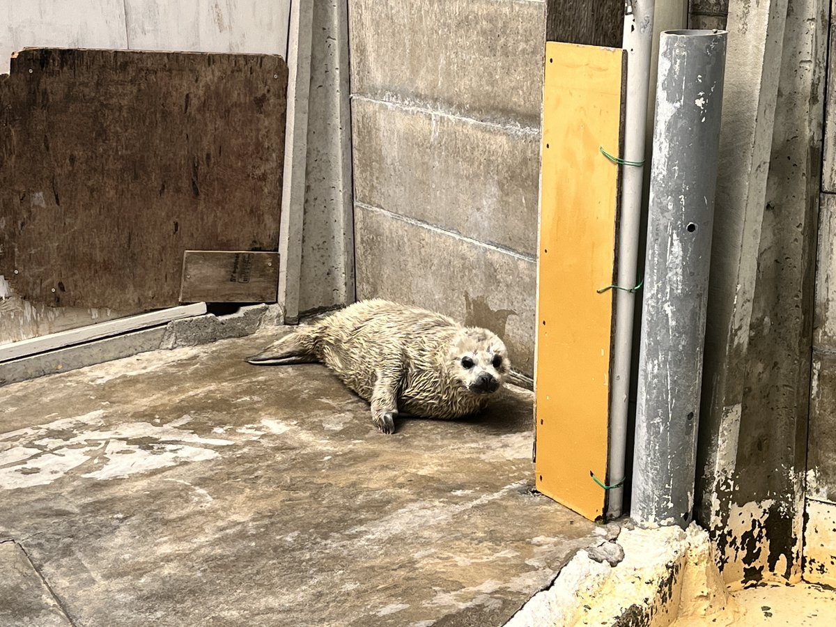 2024🦭
生後10日、1ヶ月、5ヶ月、8ヶ月 