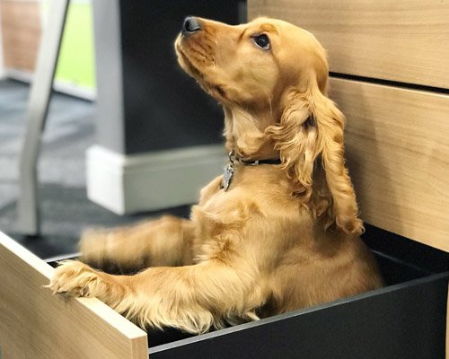 Say hello to the paw-sitive impact of having an office dog! 🐶 

Making your office pet-friendly can reduce stress, boost morale, encourage team bonding, and create a happier, more productive work environment.