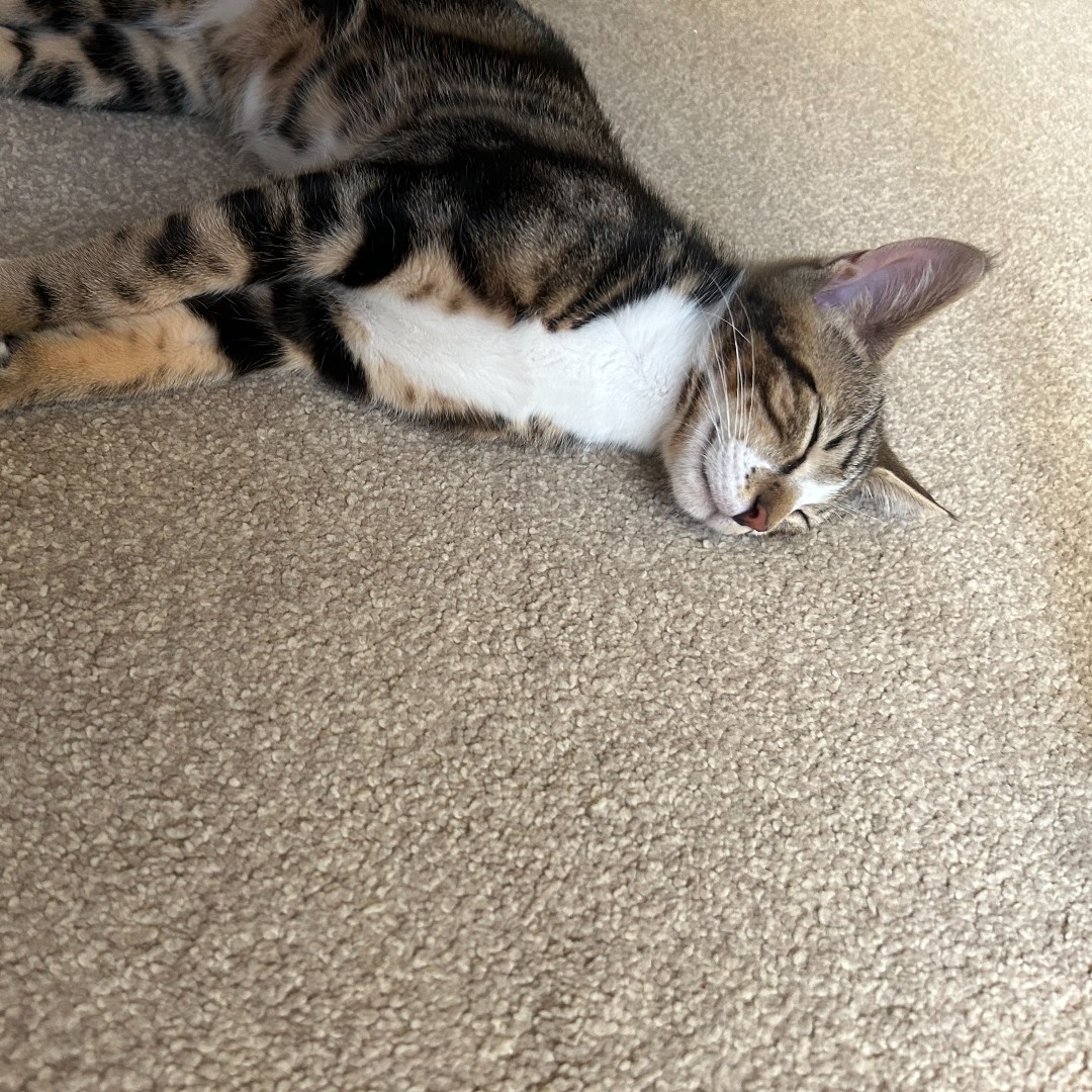 ExeterCollegeOx's tweet photo. It wouldnโt be Exeter Giving Day without the Development Office shamelessly taking advantage of the opportunity to see lots of your adorable pets ๐โ๐ฆบ๐ฆฎ๐ฆ
Here's some of our office pet pals to get us started...
Share your pictures with the #trexeter or #waltertheexetercat ๐๐ฆ https://t.co/rYT8QlsHQn