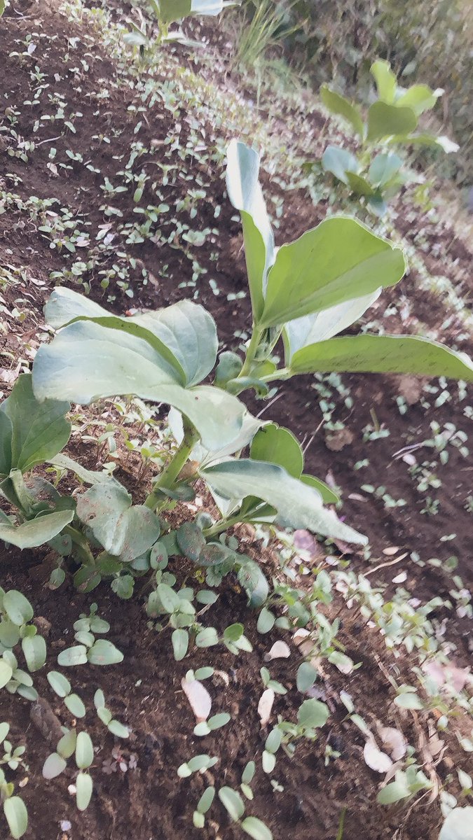 cupc777's tweet photo. こんばんは
千葉大学植物同好会です‼️

朧月(おぼろづき)の葉挿しから、ちいこい子たちが増えていました👶✨️✨️

畑のソラマメもすくすく育っています🎶 https://t.co/uRFP4I4ilg