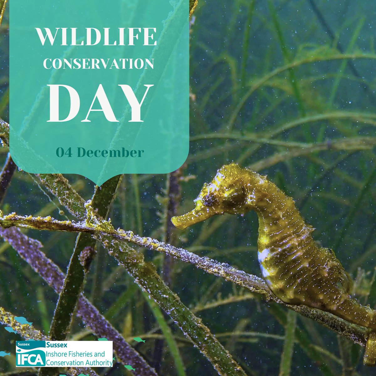 Today is #WildlifeConservationDay, which seeks to spread awareness about preserving and protecting the natural world and its inhabitants - on land, sky and in our seas. 
#Sussex waters are home to an array of iconic protected species, such as #Tope and #shortsnoutedseahorse 💙