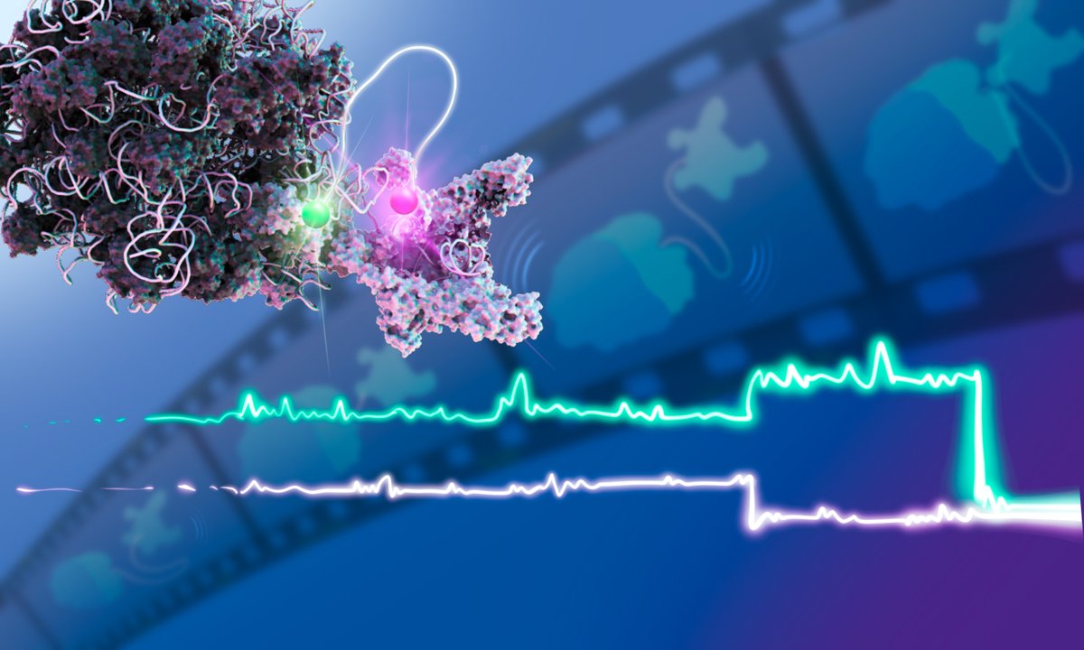 EMBL Group Leader Olivier Duss and his research team discovered how two molecular machines in bacteria work together and watched their interactions as a real-time movie.

Read the full article to discover how they put snapshots in motion:

embl.org/news/science-t…