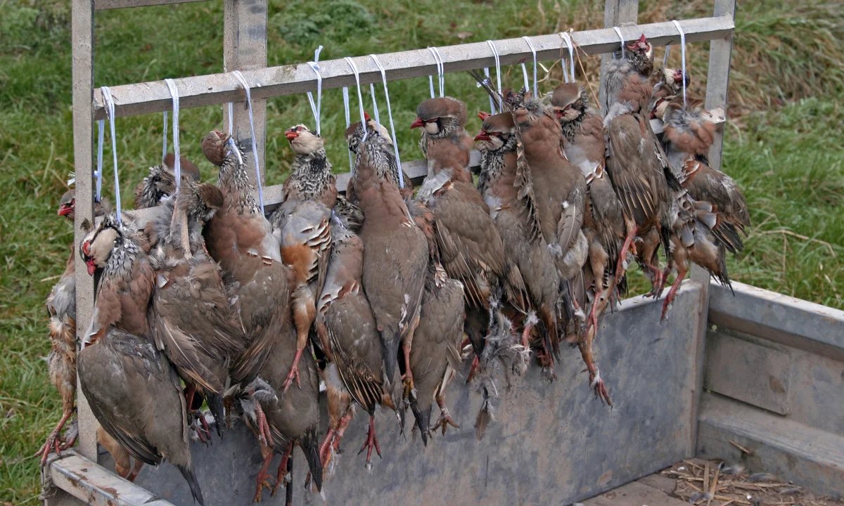 The truth about the shooting industry: 40M birds bred to die, wildlife persecuted, ecosystems wrecked—all for profit and entertainment. 

How can this still be legal? Ban bird shooting NOW.