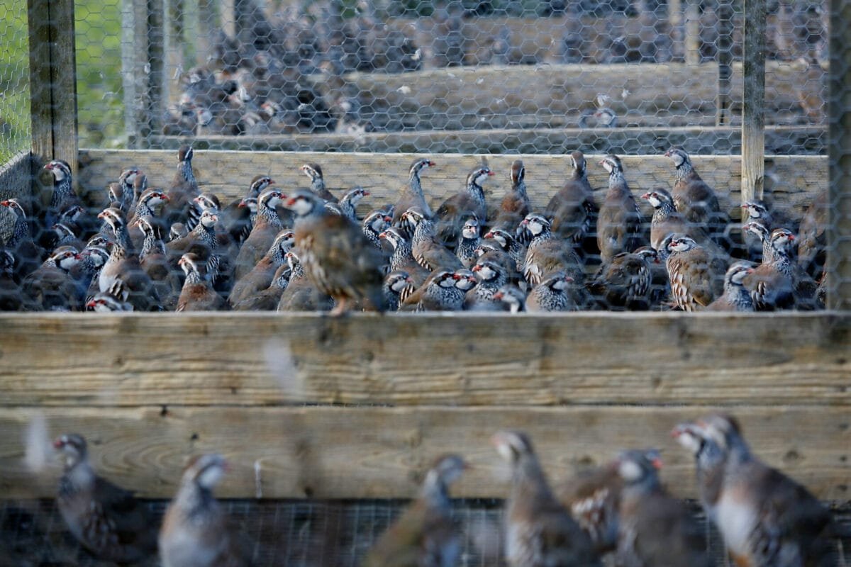 ProtectTheWild_'s tweet photo. Between March 2022 and March 2024, while bird flu was active in Scotland, a staggering 3,040,000 gamebirds were imported from abroad. 

This disgraceful practice continued despite the clear risks, exposing blatant disregard for public health, animal welfare, and the environment. https://t.co/277YNhkAOj