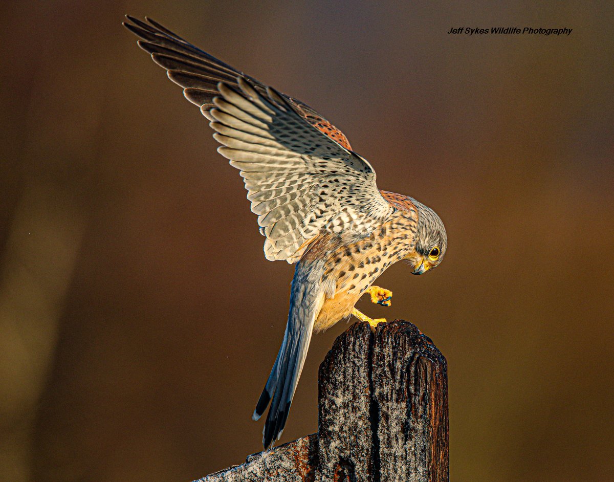 sykesjeff's tweet image. if you like Birds of Prey, then give Kevin the Kestrel the retweet he deserves he's over 10 years of age now