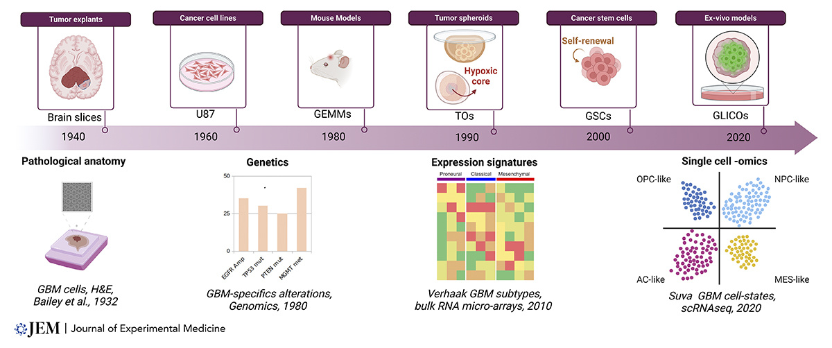 Rockefeller U. Press (@rockupress) on Twitter photo New review <a href="/JExpMed/">Journal of Experimental Medicine</a> from Cirigliano and Fine <a href="/WCMCNeurology/">Weill Cornell Neurology</a> explores the past, present, and future of #glioma modeling, identifying limitations in current models and proposing new approaches integrating #bioengineering and #artificialintelligence. hubs.la/Q02-fdLM0
#AI New review <a href="/JExpMed/">Journal of Experimental Medicine</a> from Cirigliano and Fine <a href="/WCMCNeurology/">Weill Cornell Neurology</a> explores the past, present, and future of #glioma modeling, identifying limitations in current models and proposing new approaches integrating #bioengineering and #artificialintelligence. hubs.la/Q02-fdLM0
#AI