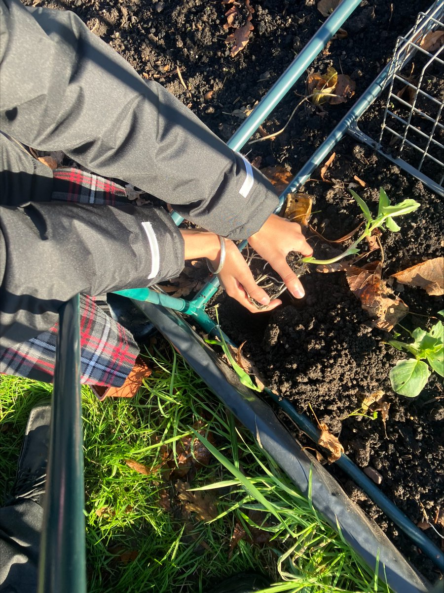 Year 6 allotmenteers have worn their wellies for the last time this year as we leave our raised beds ready for the springtime. What a fantastic enthusiastic bunch of ‘green fingered’ children, who clearly care about our environment and where our food comes from.