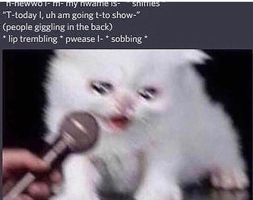 PunchingCat's tweet image. 