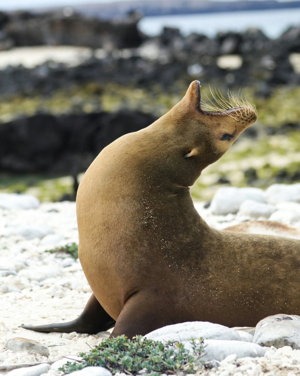 Endangered Species Chocolate tweet media