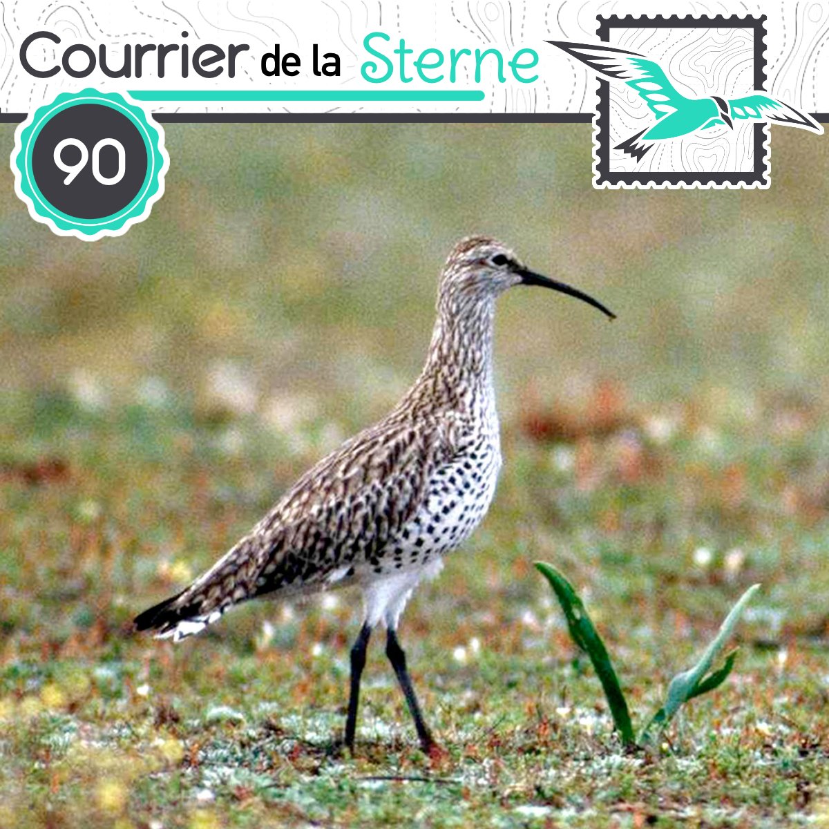 Le Courrier de la Sterne (@podcdls) on Twitter photo Le Courrier de la Sterne bouleverse son programme pour revenir sur la disparition du Courlis à bec grêle. Croyez bien que l'on aurait aimé meilleure 90ème émission. 
🎙️: tinyurl.com/2a2kjcz2
🎥: youtu.be/np5ICkNLOek
Merci à tous pour vos partages Le Courrier de la Sterne bouleverse son programme pour revenir sur la disparition du Courlis à bec grêle. Croyez bien que l'on aurait aimé meilleure 90ème émission. 
🎙️: tinyurl.com/2a2kjcz2
🎥: youtu.be/np5ICkNLOek
Merci à tous pour vos partages