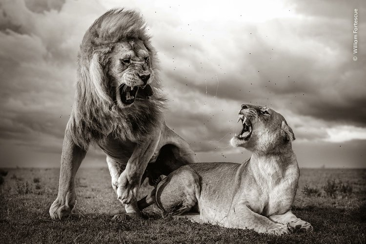 #TheCultureHour (@theculturehour) on Twitter photo Wildlife Photographer of the Year <a href="/BM_AG/">Birmingham Museum and Art Gallery</a> Waterhall
Wednesdays to Sundays until Apr 20 ft Stormy Scene by William Fortescue
Tickets: birminghammuseums.org.uk/exhibitions/wi…
#Birmingham #TheCultureHour Wildlife Photographer of the Year <a href="/BM_AG/">Birmingham Museum and Art Gallery</a> Waterhall
Wednesdays to Sundays until Apr 20 ft Stormy Scene by William Fortescue
Tickets: birminghammuseums.org.uk/exhibitions/wi…
#Birmingham #TheCultureHour
