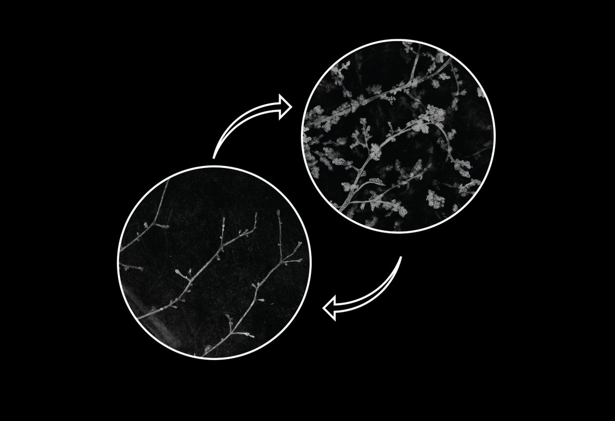 Antoni van Leeuwenhoek tweet media