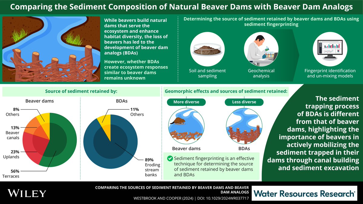 Global Institute for Water Security (@usask_water) on Twitter photo A new study in WRR shows that beavers and their dams have a wider range of effects on the landscape than human-made beaver dam analogs, pulling in sediment from more varied sources 🦫 <a href="/ecohydro_gal/">Cherie Westbrook</a> <a href="/USaskResearch/">University of Saskatchewan Research</a>
doi.org/10.1029/2024WR… A new study in WRR shows that beavers and their dams have a wider range of effects on the landscape than human-made beaver dam analogs, pulling in sediment from more varied sources 🦫 <a href="/ecohydro_gal/">Cherie Westbrook</a> <a href="/USaskResearch/">University of Saskatchewan Research</a>
doi.org/10.1029/2024WR…