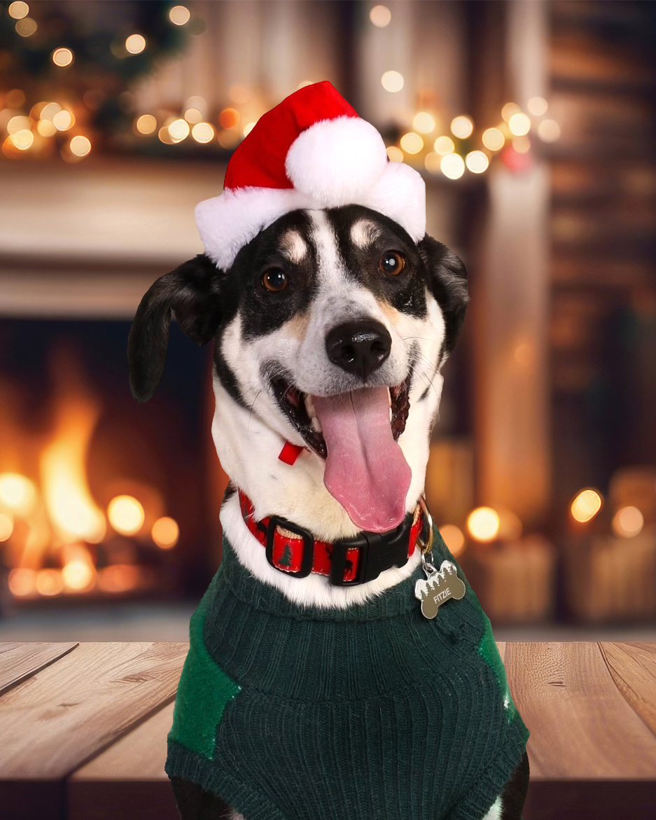 🐾🎅 We're feeling paws-itively festive now that our holiday backgrounds are available! Check 'em out now! #upstateimages #schoolphotography #schoolpictures #happyholidays