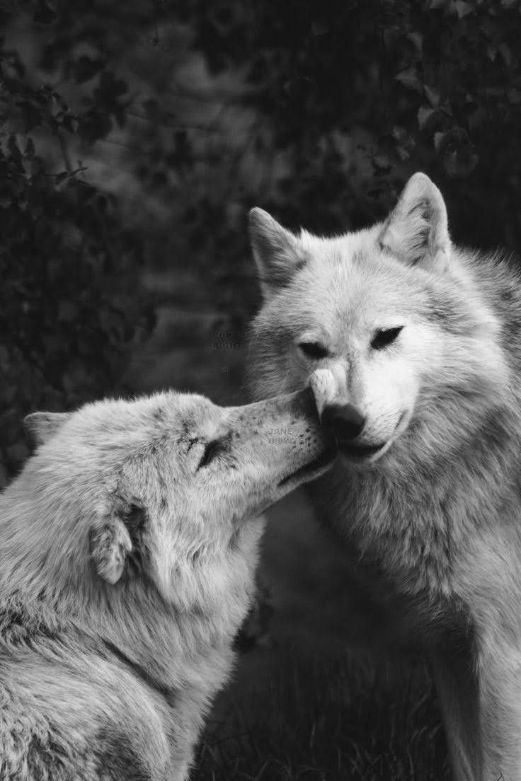 Warchillect (@warchillect) on Twitter photo 