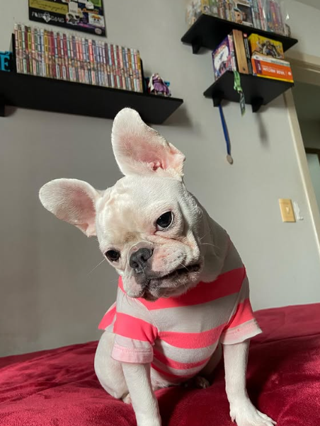 doutas_'s tweet photo. Segue algumas fotos da Maggie https://t.co/Y72acRtZdU