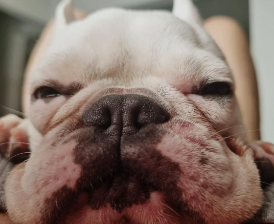 doutas_'s tweet photo. Segue algumas fotos da Maggie https://t.co/Y72acRtZdU