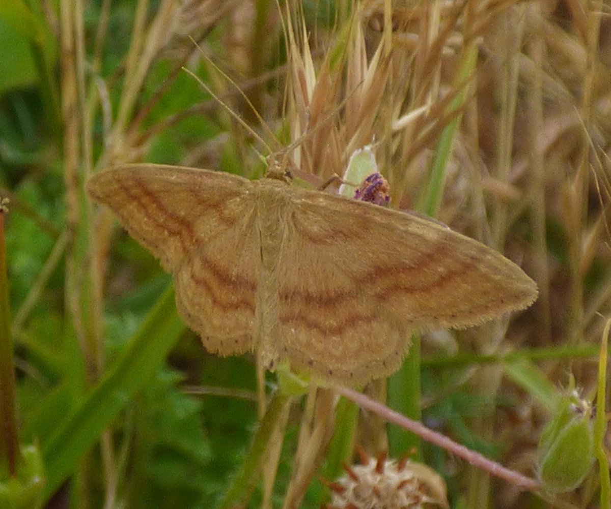 White Cliffs tweet media