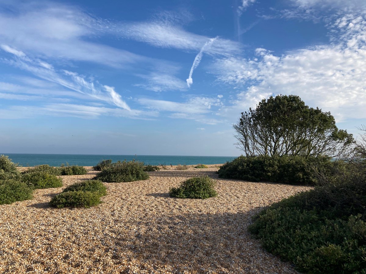 White Cliffs tweet media