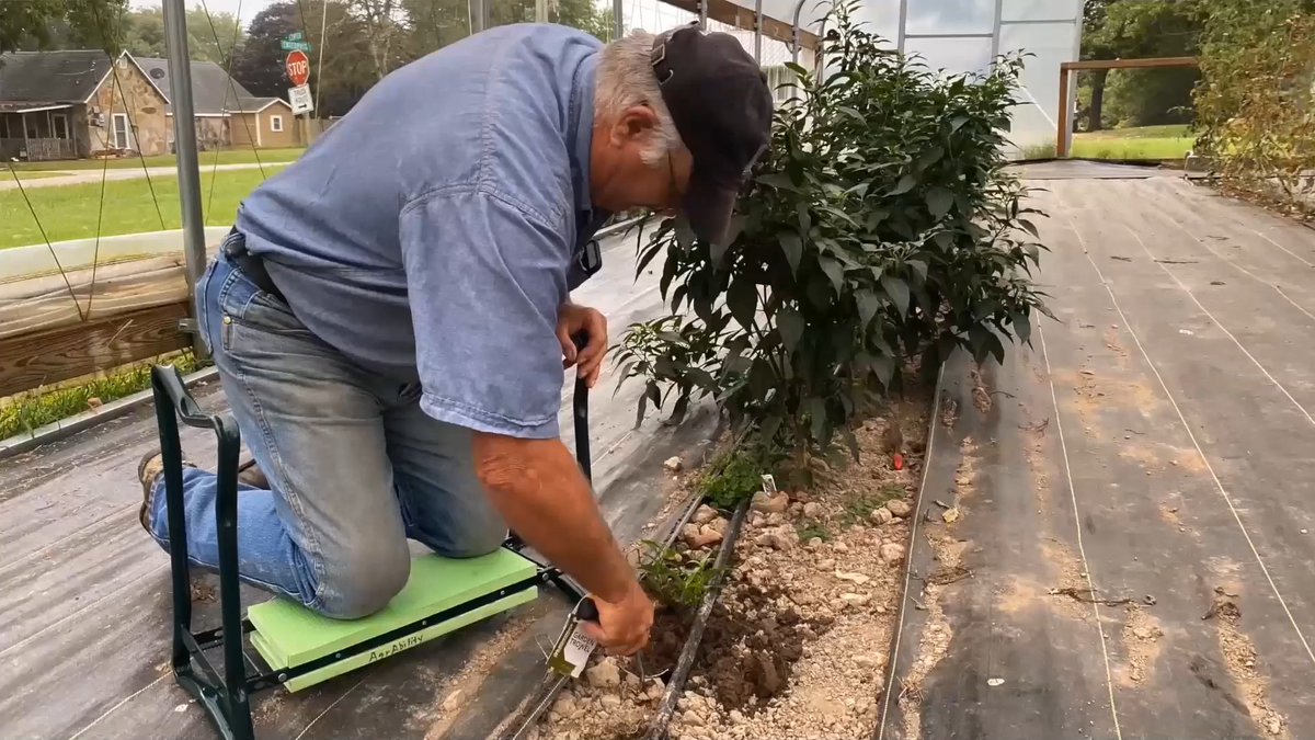 Have a gardener on your holiday gift list? Consider user-friendly tools that suit their ability and age. Learn more about buying ergonomic garden tools at: extension.missouri.edu/news/consider-…