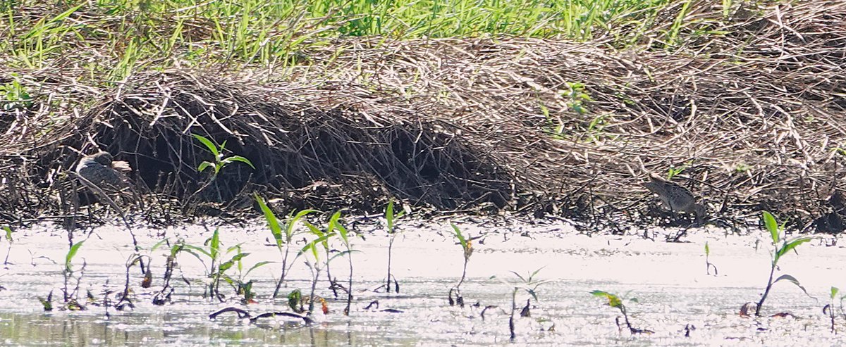 john thomas belsey tweet media