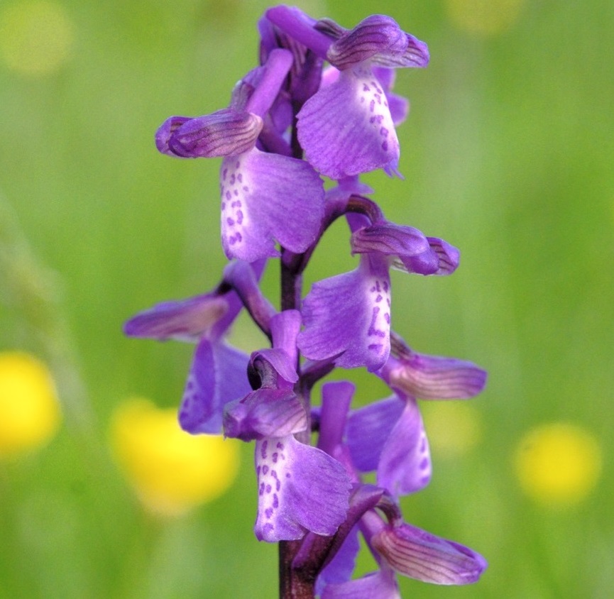 White Cliffs tweet media