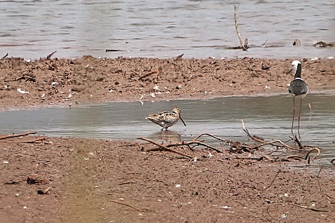 john thomas belsey tweet media