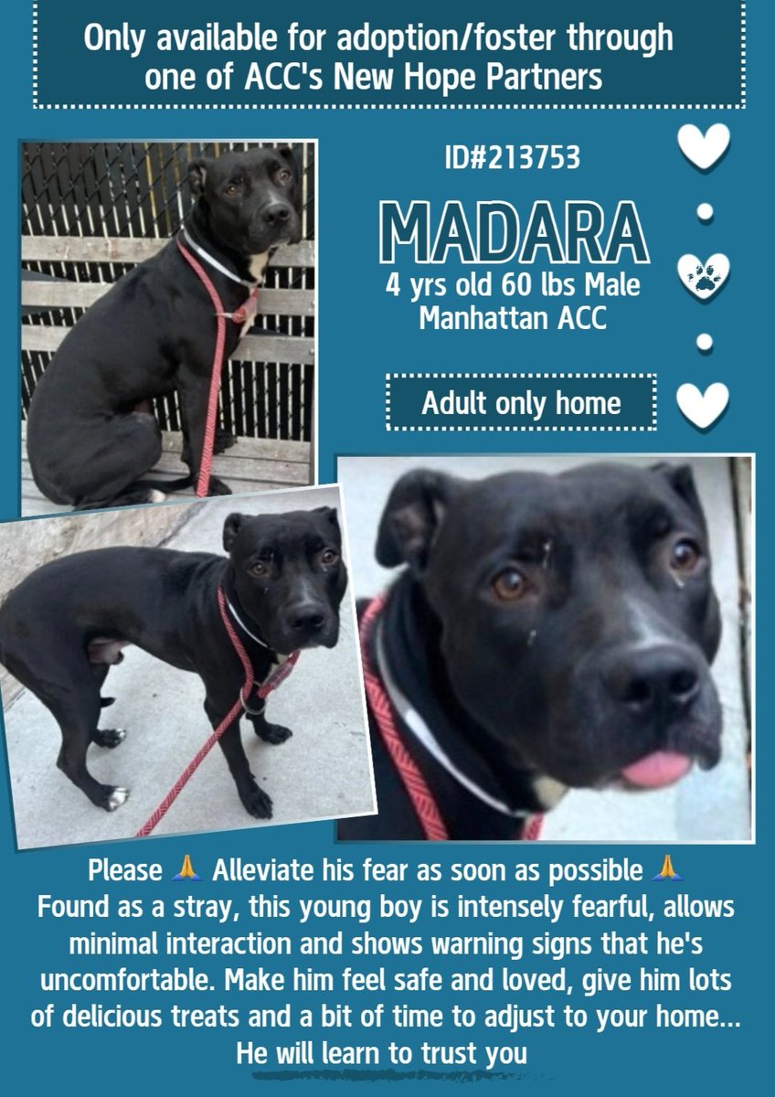 EASpenser's tweet photo. MADARA, age 4💗#ImALittleLessScared
https://t.co/wQWNWXOM7f
Go slow! Still #RescueOnly but Madara seems to be responding to caring staff/vols.💕
Needs:
#TimeToDecompress
#SlowApproaches & #NoStartling
#LotsOfExercise
#Successes & #Praise
#TREATS
#Pledge4Rescue #Foster https://t.co/QE4WZmPm3h