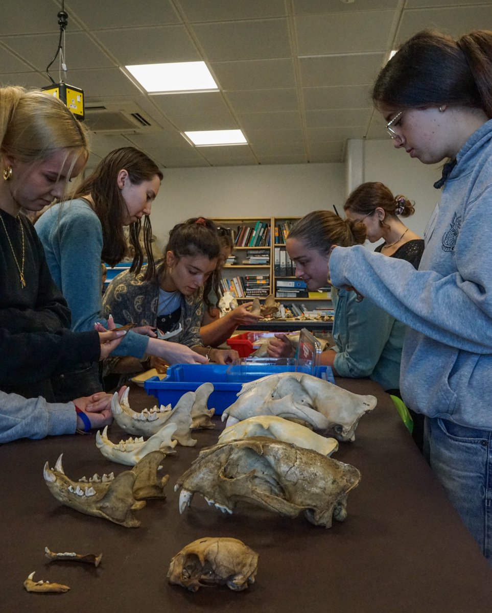 ZooarchLabSheff's tweet image. We're sad to inform you that University of Sheffield management has asked us to discontinue our popular #zooarchaeology shortcourses. Sadly, one of our most enlightening piece of community engagement, which  brought funds to manage our labs, has gone @sheffielducu  @ICAZ_News