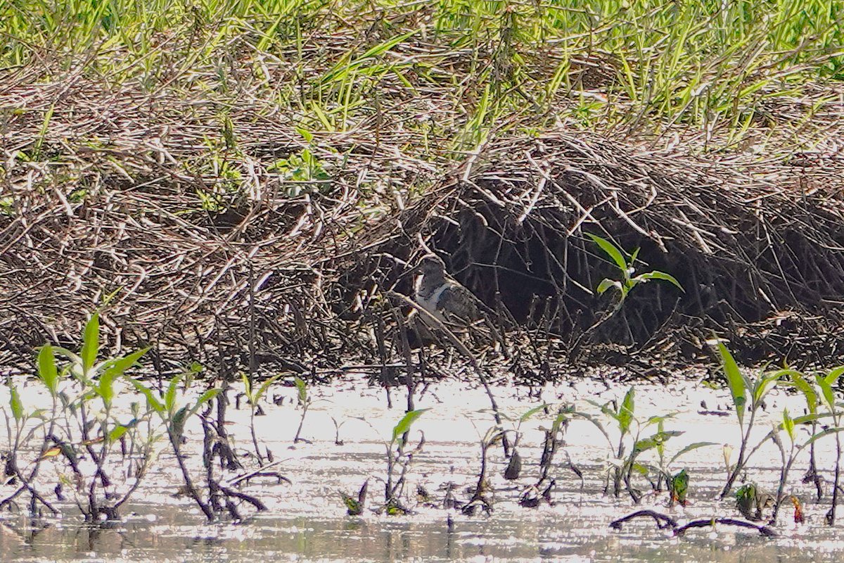 john thomas belsey tweet media