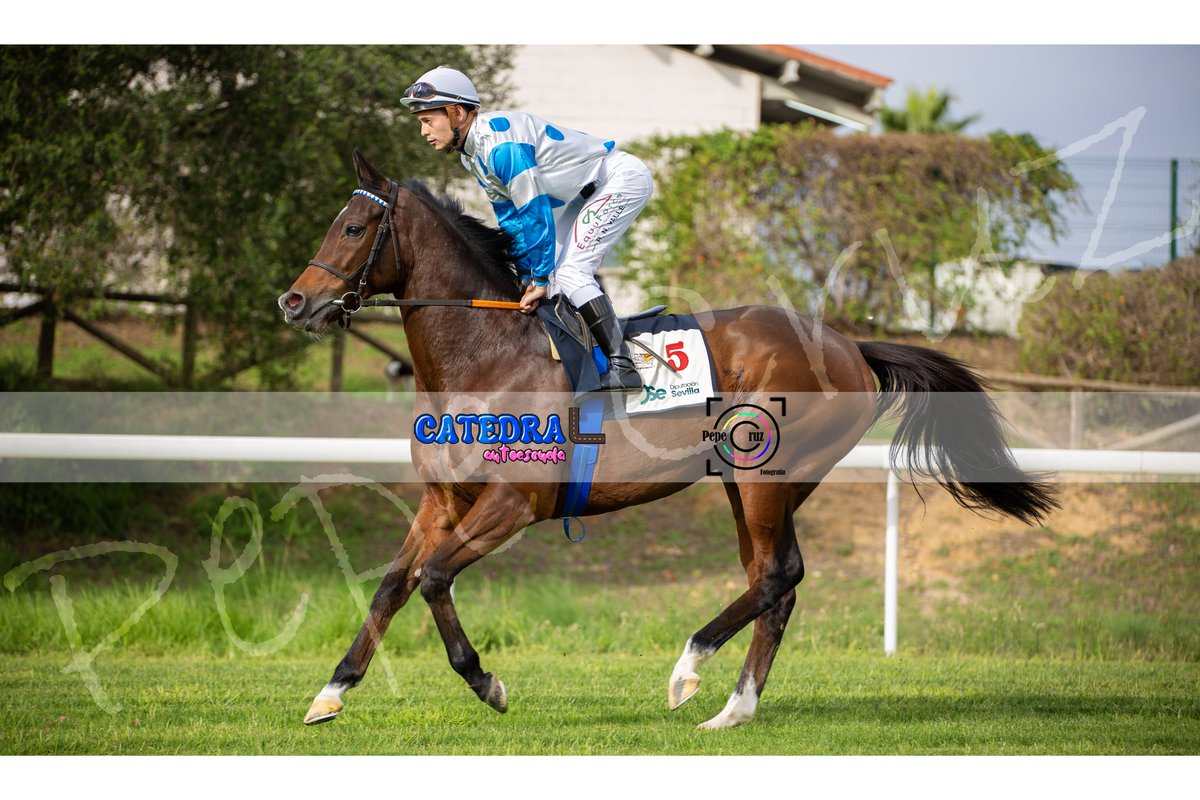 PepeCruz_Martin's tweet photo. 𝙐𝙣 𝙘𝙖𝙣𝙩𝙚𝙧.
#fotografiadeportiva #horseracing #sportphotography #turf #carrerasdecaballos #mundodelcaballo #sevilla #sevillahoy #montequinto #doshermanas https://t.co/eQkggXd89u