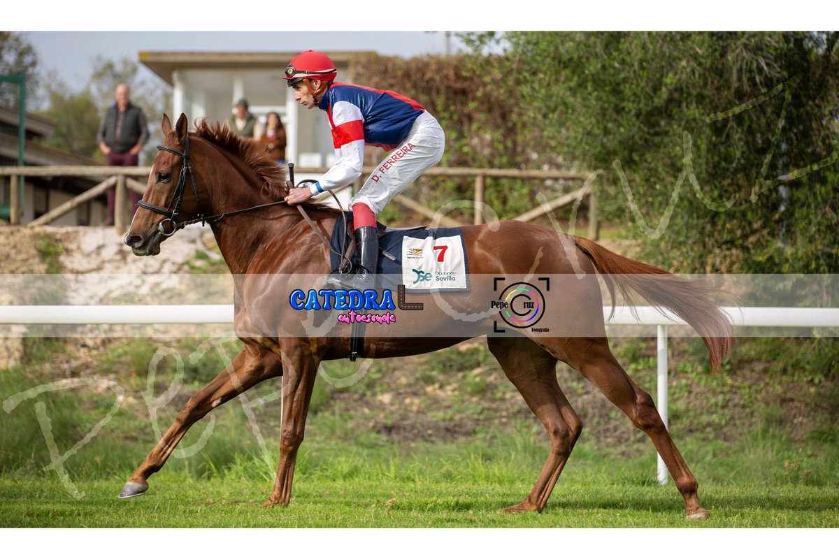 PepeCruz_Martin's tweet photo. 𝙐𝙣 𝙘𝙖𝙣𝙩𝙚𝙧.
#fotografiadeportiva #horseracing #sportphotography #turf #carrerasdecaballos #mundodelcaballo #sevilla #sevillahoy #montequinto #doshermanas https://t.co/eQkggXd89u