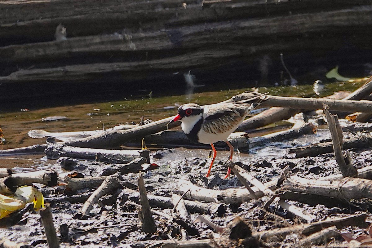 john thomas belsey tweet media