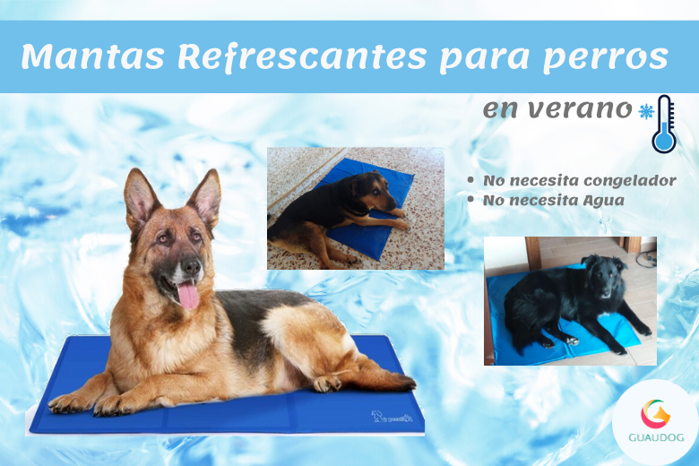 guaudogweb's tweet photo. 🥇La Mejor ❄【MANTA REFRESCANTE】
¡Comenzamos el verano! las temperaturas que nos acompañaran estos meses ponen al rojo vivo el mercurio y nuestros perros no paran de jadear en casa. 

✅¡ENTRA Y MEJORA LA VIDA DE TU PERRO!✅
https://t.co/MjLyfDzHrA https://t.co/LXVEhY0BCA