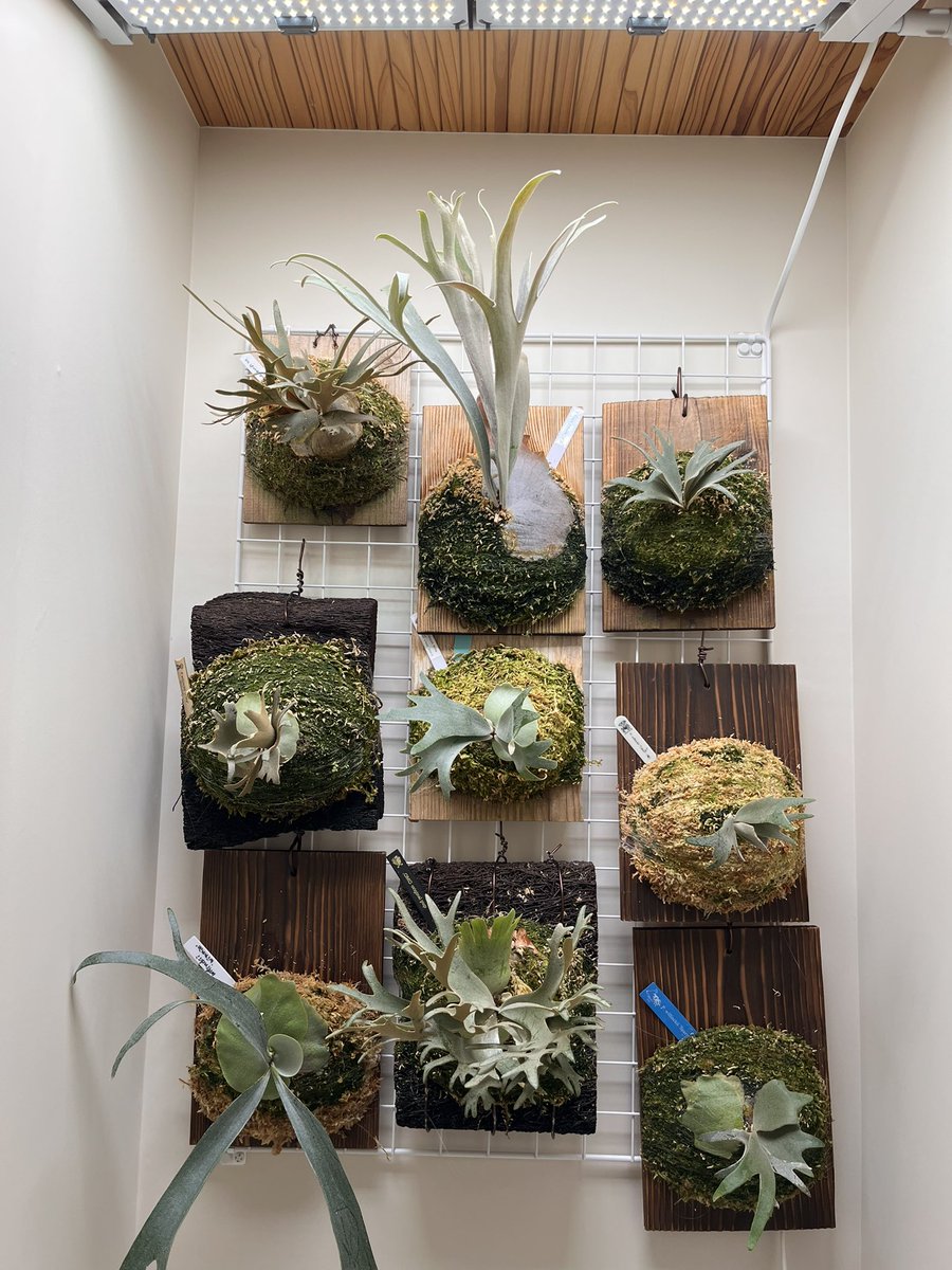 ジサクボ(j39bo) (@j39bo) / Posts / X