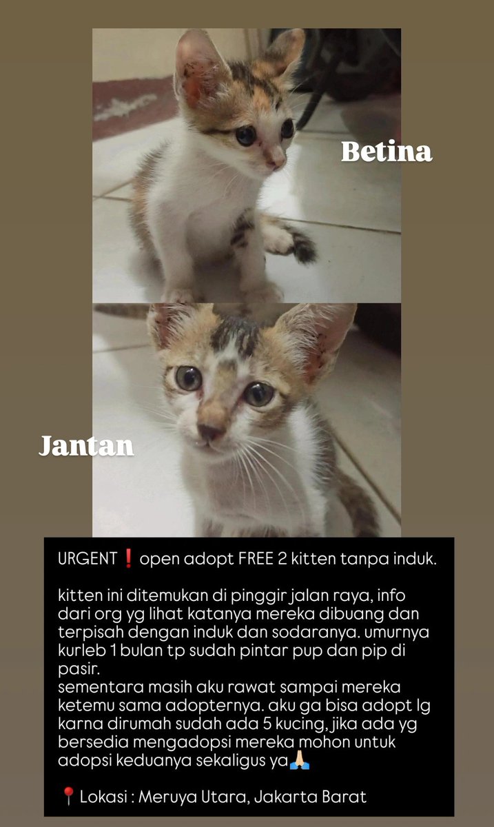 lrugdaas's tweet photo. @kochengfs permisi, aku nitip jg yah open adopt kitten tanpa induk🙏🏻🥺
yg mau bisa ketuk dm aku terimakasih🙏🏻 https://t.co/R7bZkxFljw