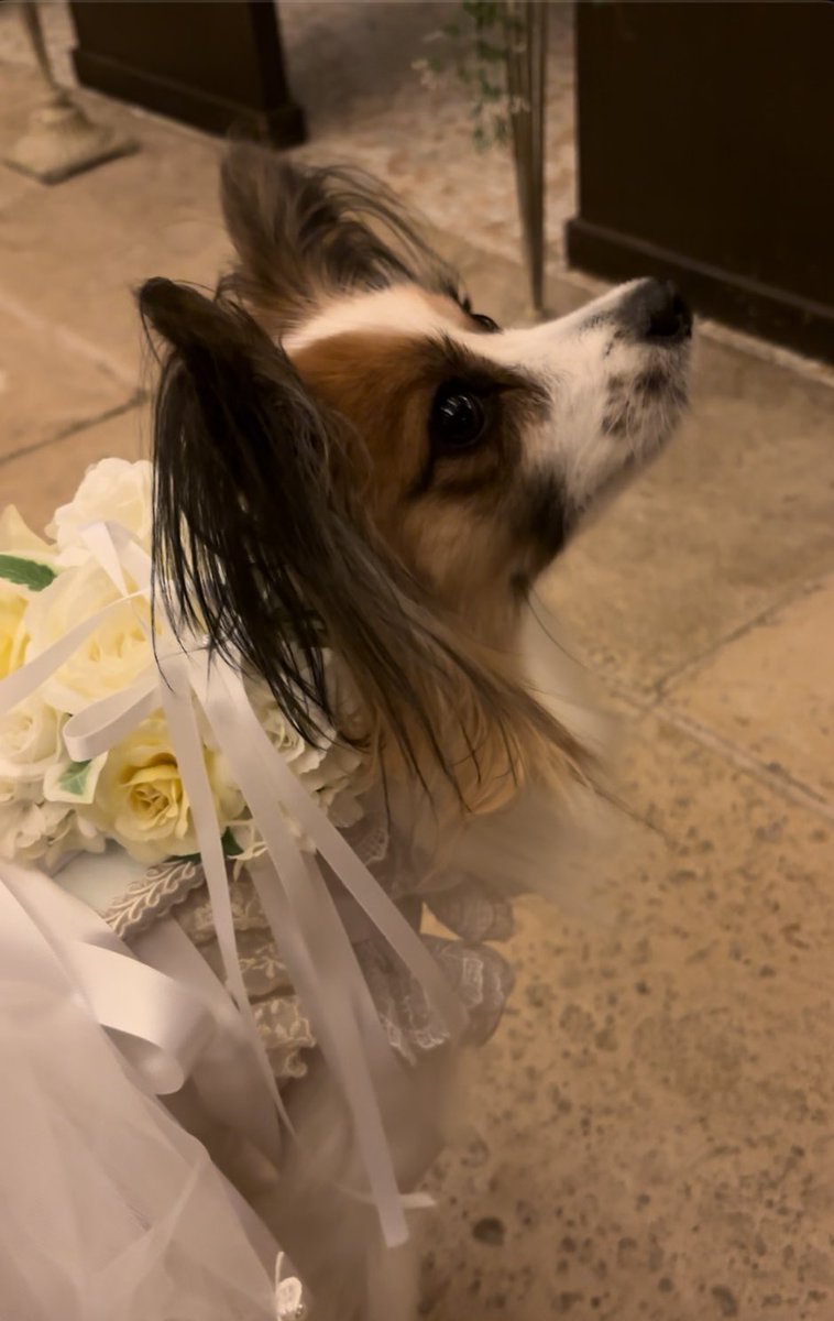 wakanyan87's tweet photo. 結婚式前の一コマ
KRANS様のリングピローお願いしたのにちゃんとした写真全然無くて後悔‥‥
式場カメラマンさんの写真を待ち望むばかりです😂
※写真は練習で背負った時のやつ
#KRANS
#リングピロー
#リングドッグ https://t.co/6p0U31dEg8