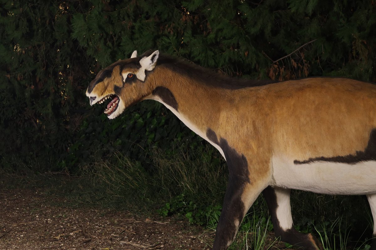 Young Macrauchenia paleoartistic reconstruction #Macrauchenia #paleoart #paleoartist #litoptern #Macraucheniapatachonica